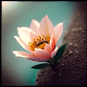 Pink Lotus Blossoming in Summer Pond