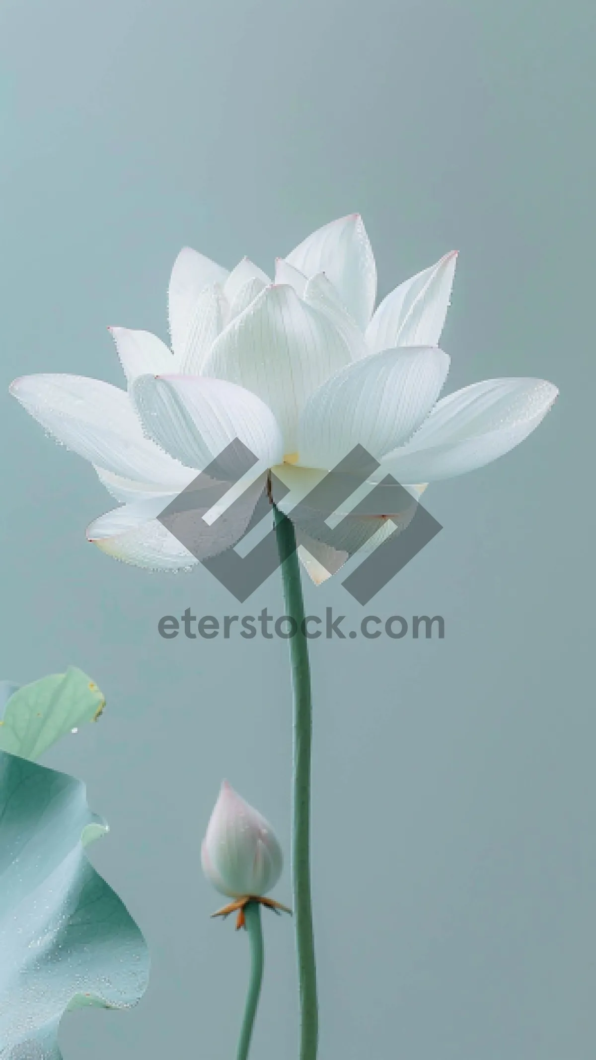 Picture of Yellow Lotus Flower in Bloom Close Up