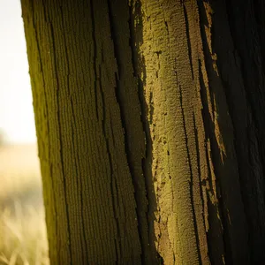 Rustic Bark Texture on Tree Trunk