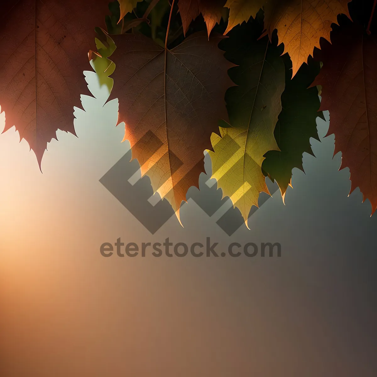 Picture of Golden Autumn Leaves on Oak Tree
