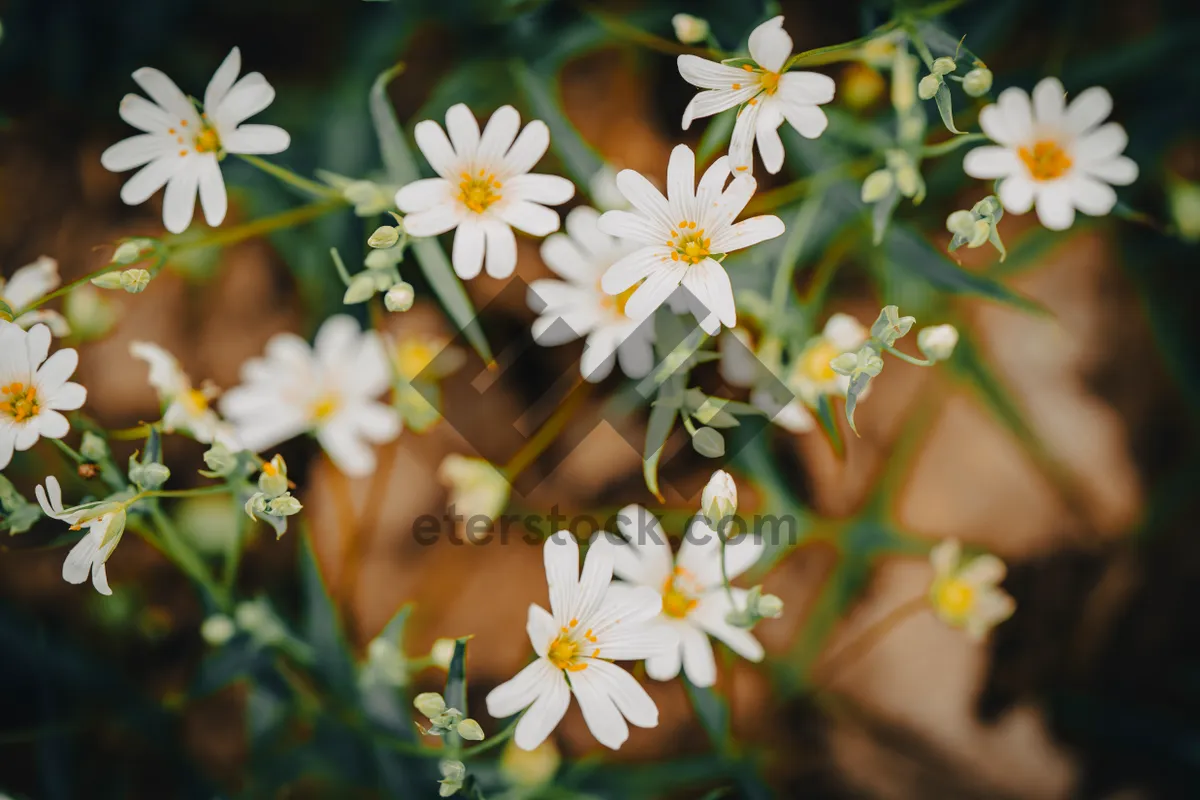 Picture of Yellow Daisy Blossom in Fresh Summer Meadow