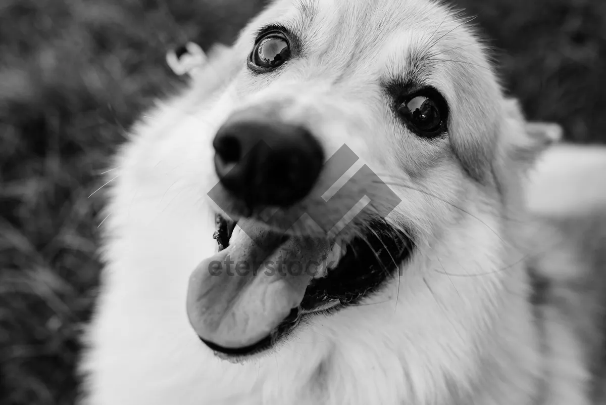 Picture of Adorable Collie Retriever Puppy Portrait.