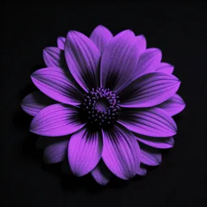 Pink Daisy Blossom in Spring Garden