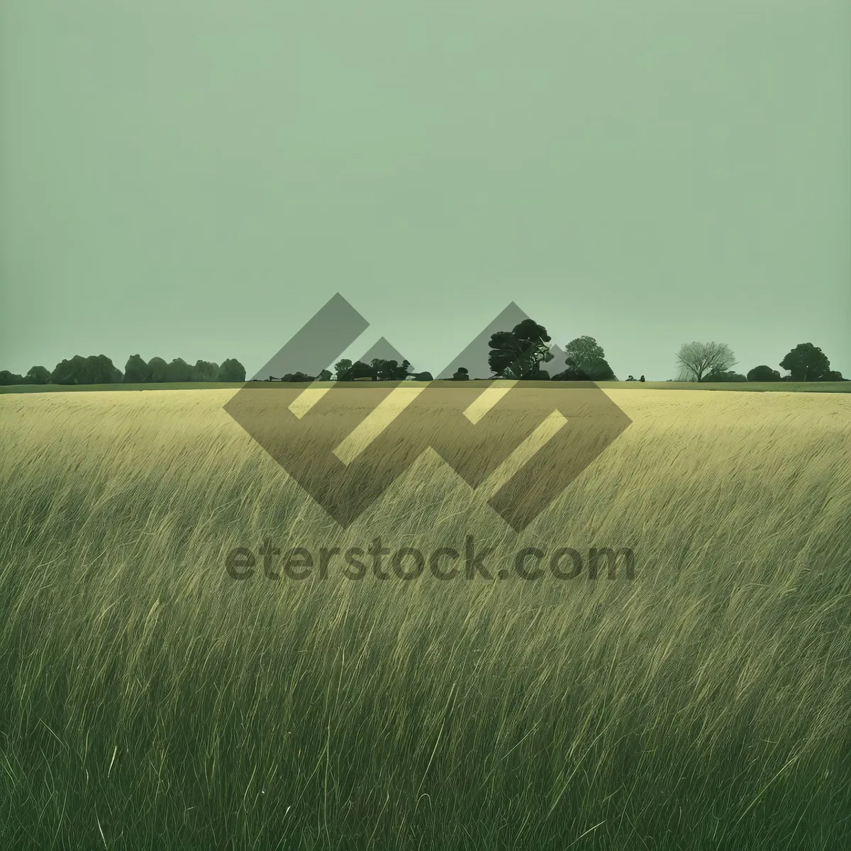 Picture of Serene Rural Landscape with Rolling Wheat Fields