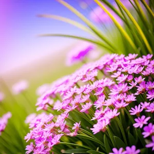 Floral Bliss: Pink Lilac Garden in Digital Design