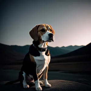 Adorable Boxer Hound Puppy on Leash