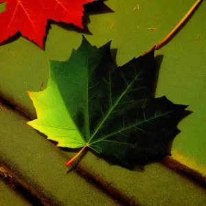 Vibrant Autumn Foliage Under Umbrella Canopy