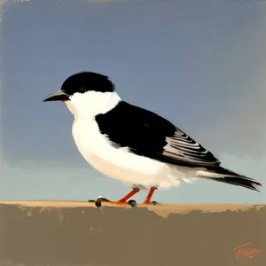 Wild Seabird with Striking Black Feathers and Beak