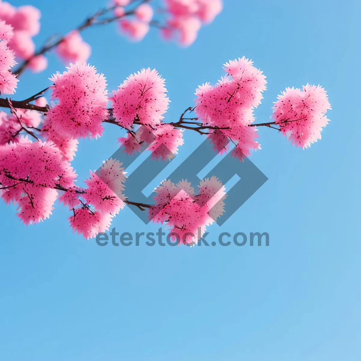 Picture of Colorful Blossoming Mimosa Flower in Garden