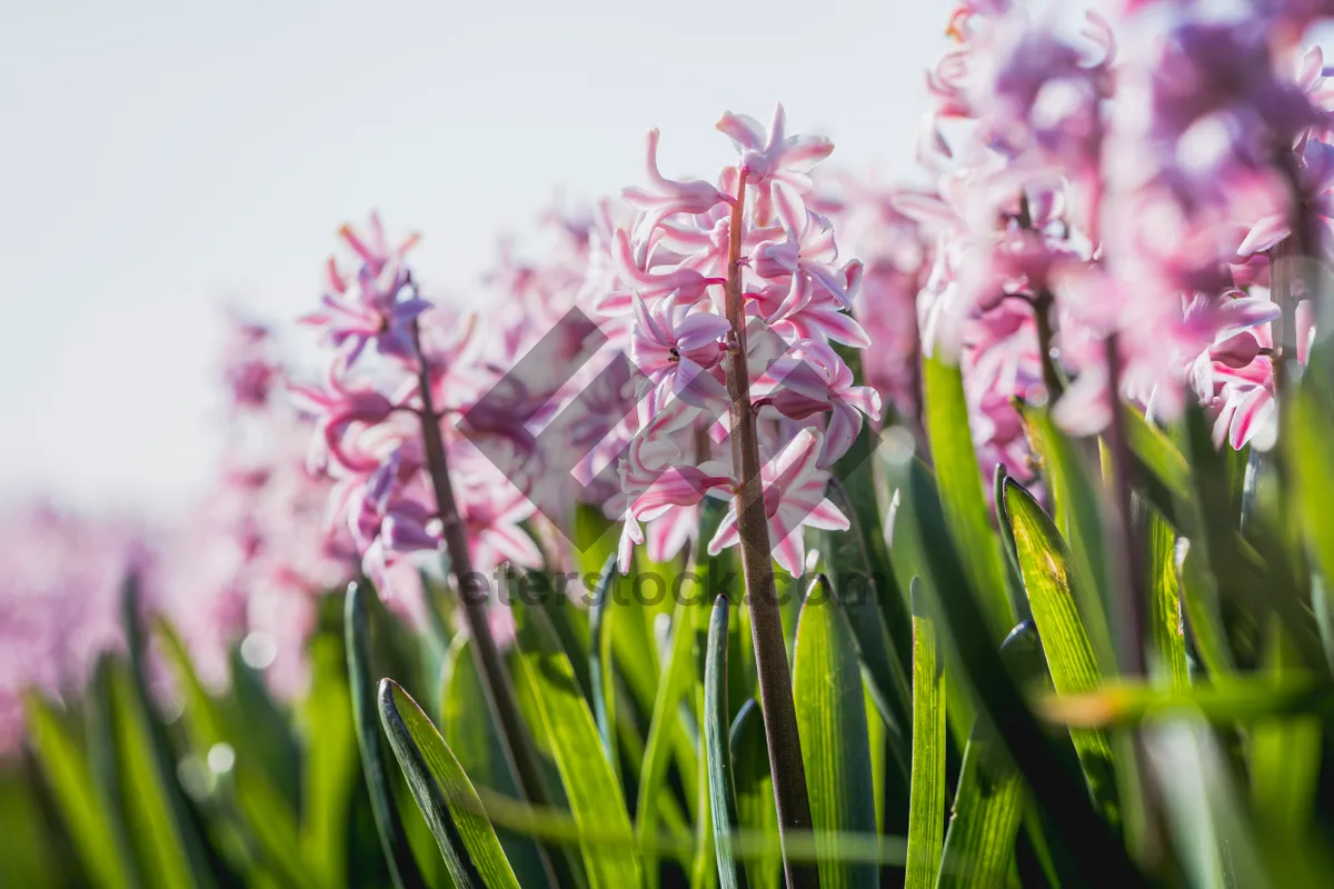 Picture of Springtime Blooms in Pink and Purple Tulips Bouquet