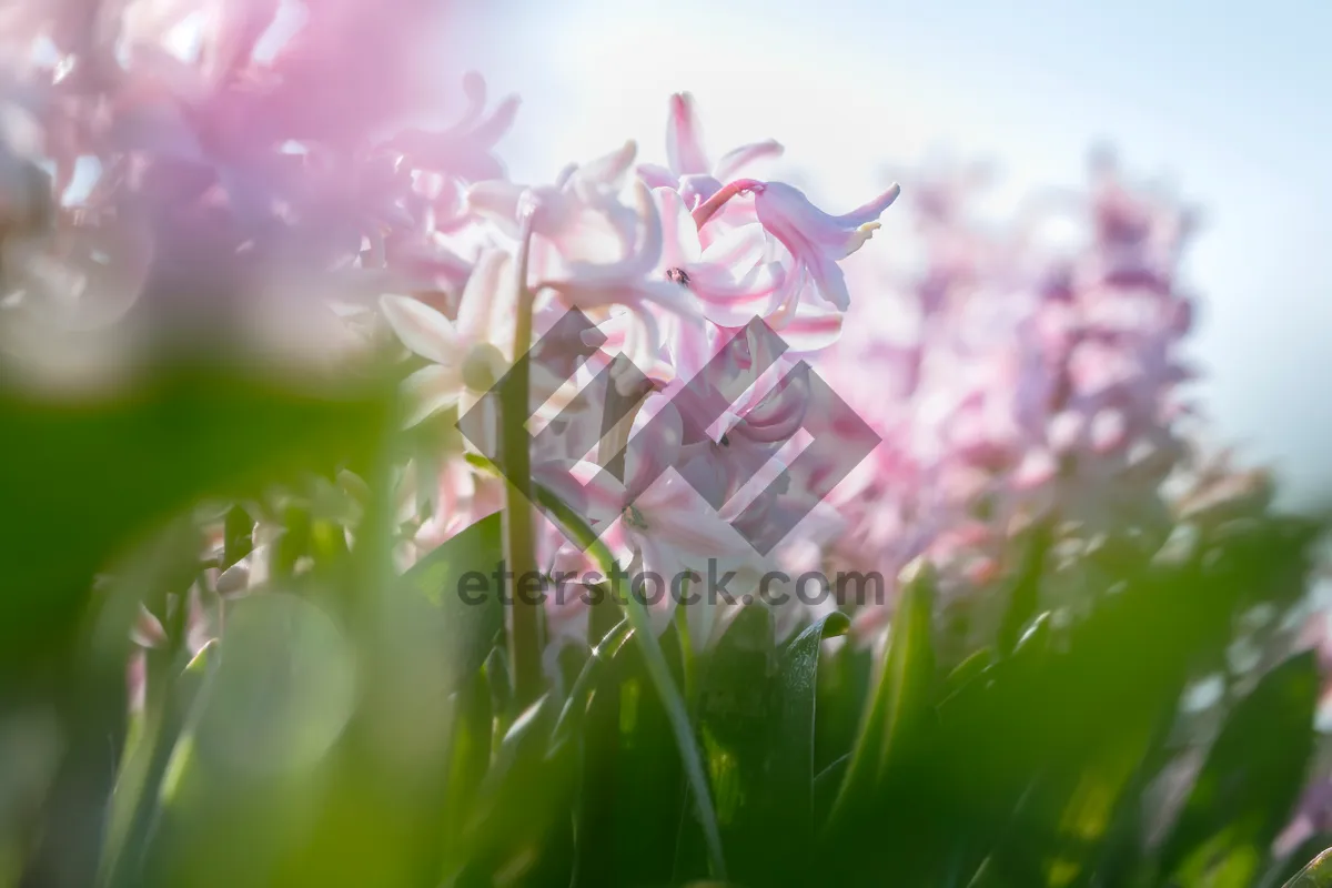 Picture of Colorful Lilac Flower in Bright Sunlight.