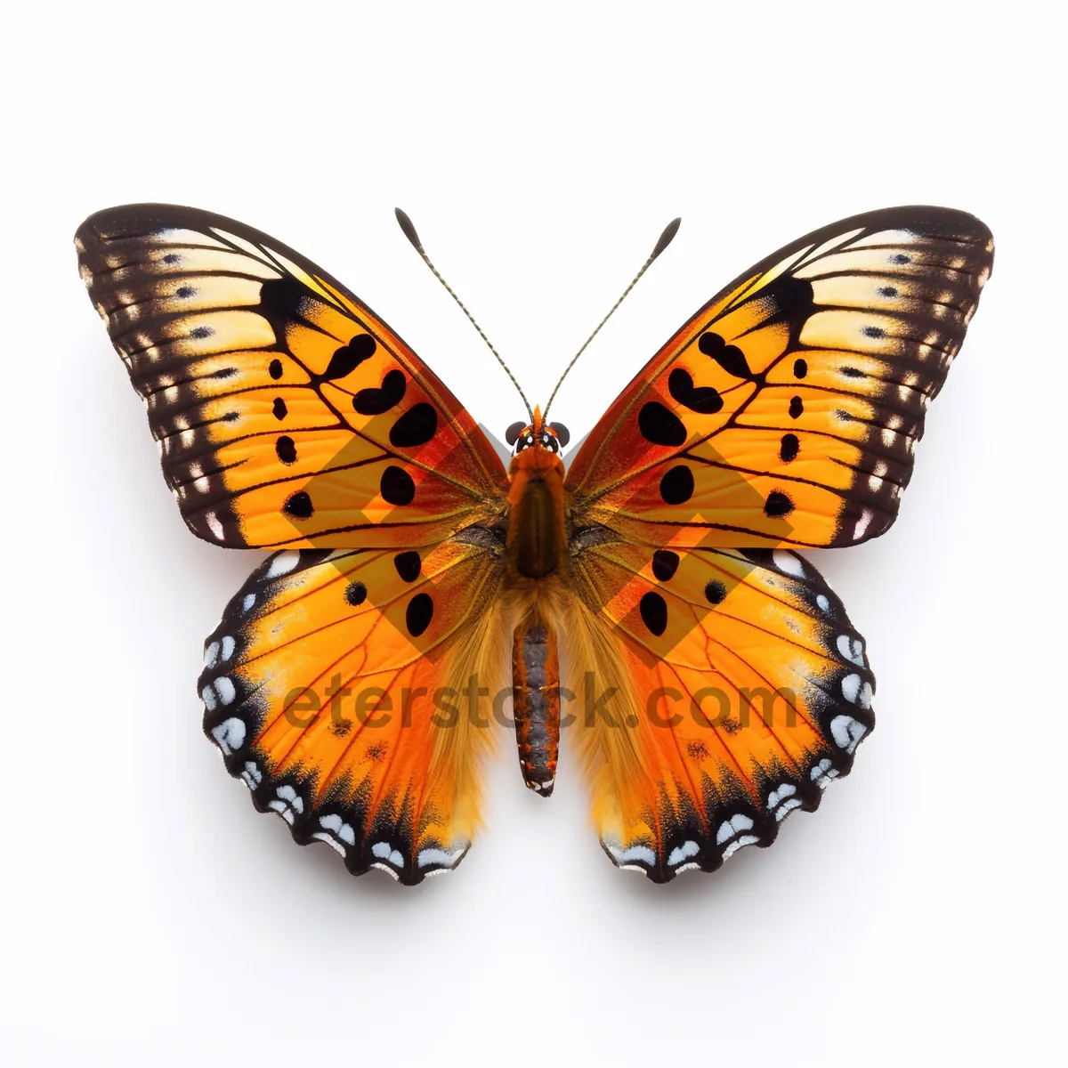 Picture of Close-up of colorful monarch butterfly on orange flower.