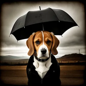 Adorable Beagle Puppy Under Sheltering Canopy