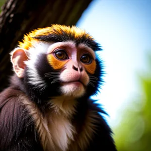 Adorable Baby Monkey with Bright Eyes