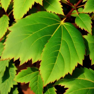 Vibrant Maple Leaf in Lush Forest