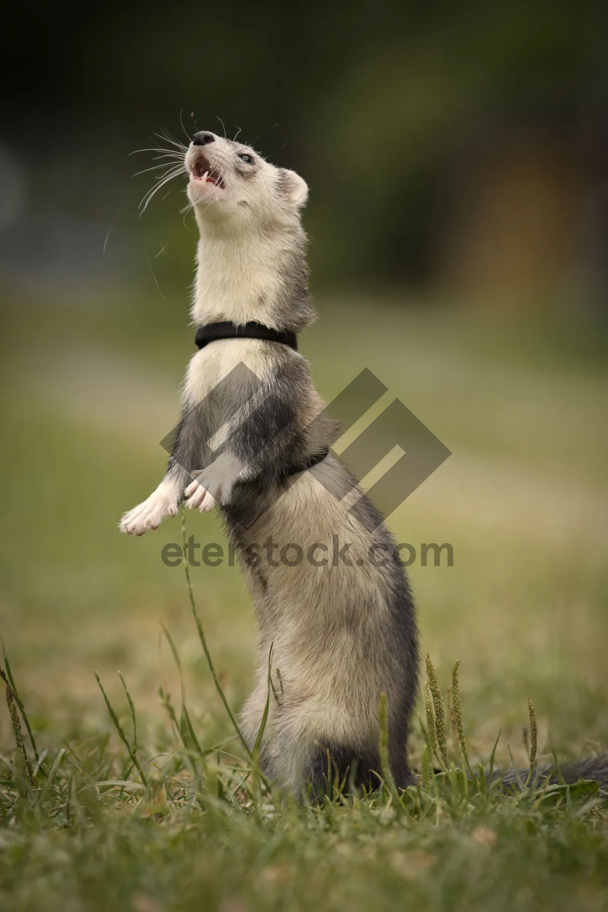 Picture of Adorable domestic furball - Black-Footed Ferret