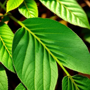 Vibrant Leafy Growth in Summer Forest