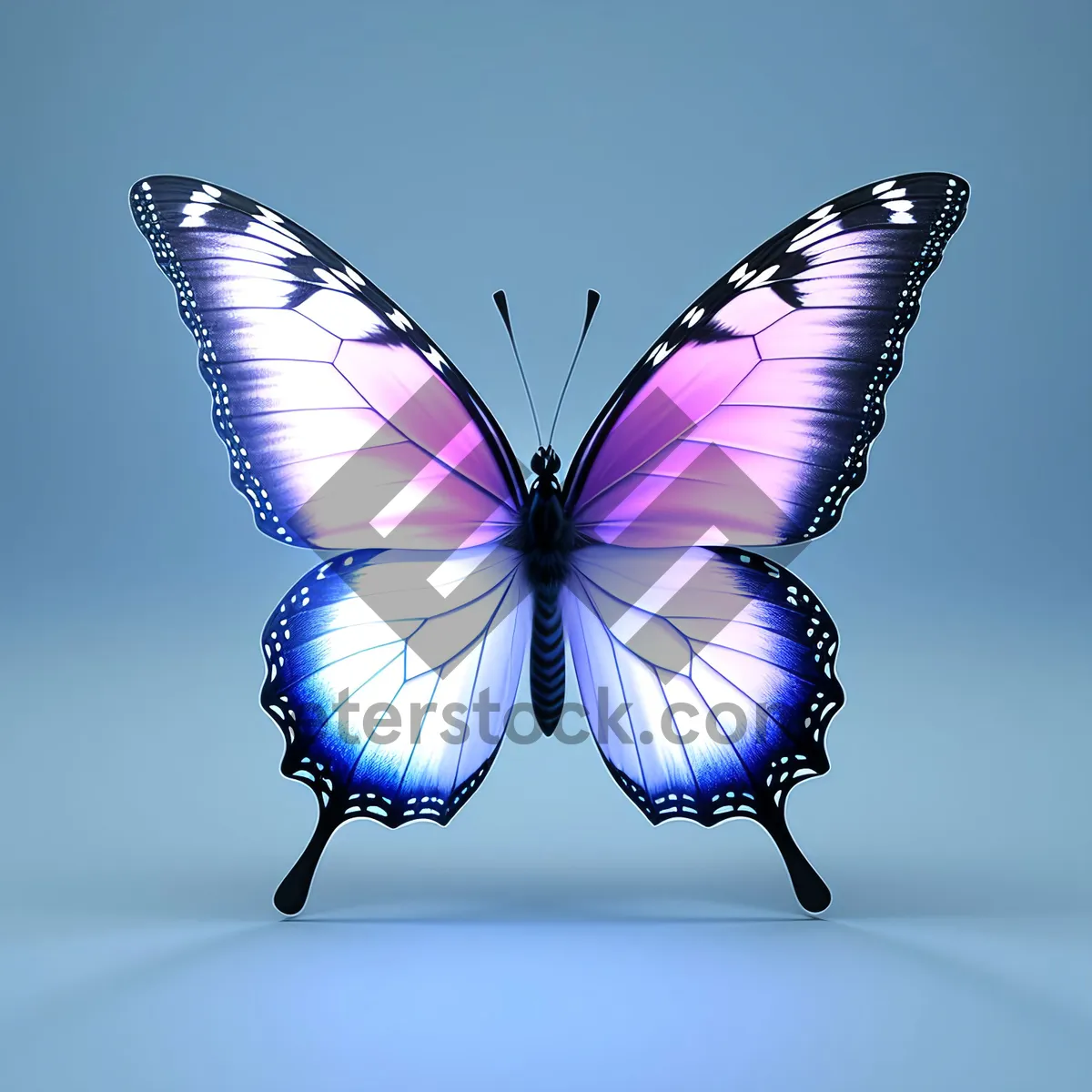 Picture of Vibrant Winged Summer Butterfly Design