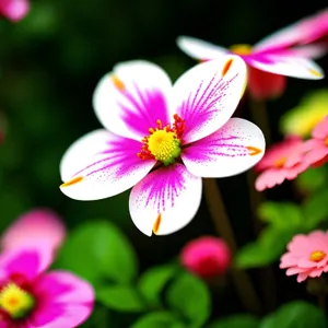 Blooming Pink Herb in Garden