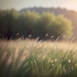 Golden Wheat Field Under a Sunny Sky