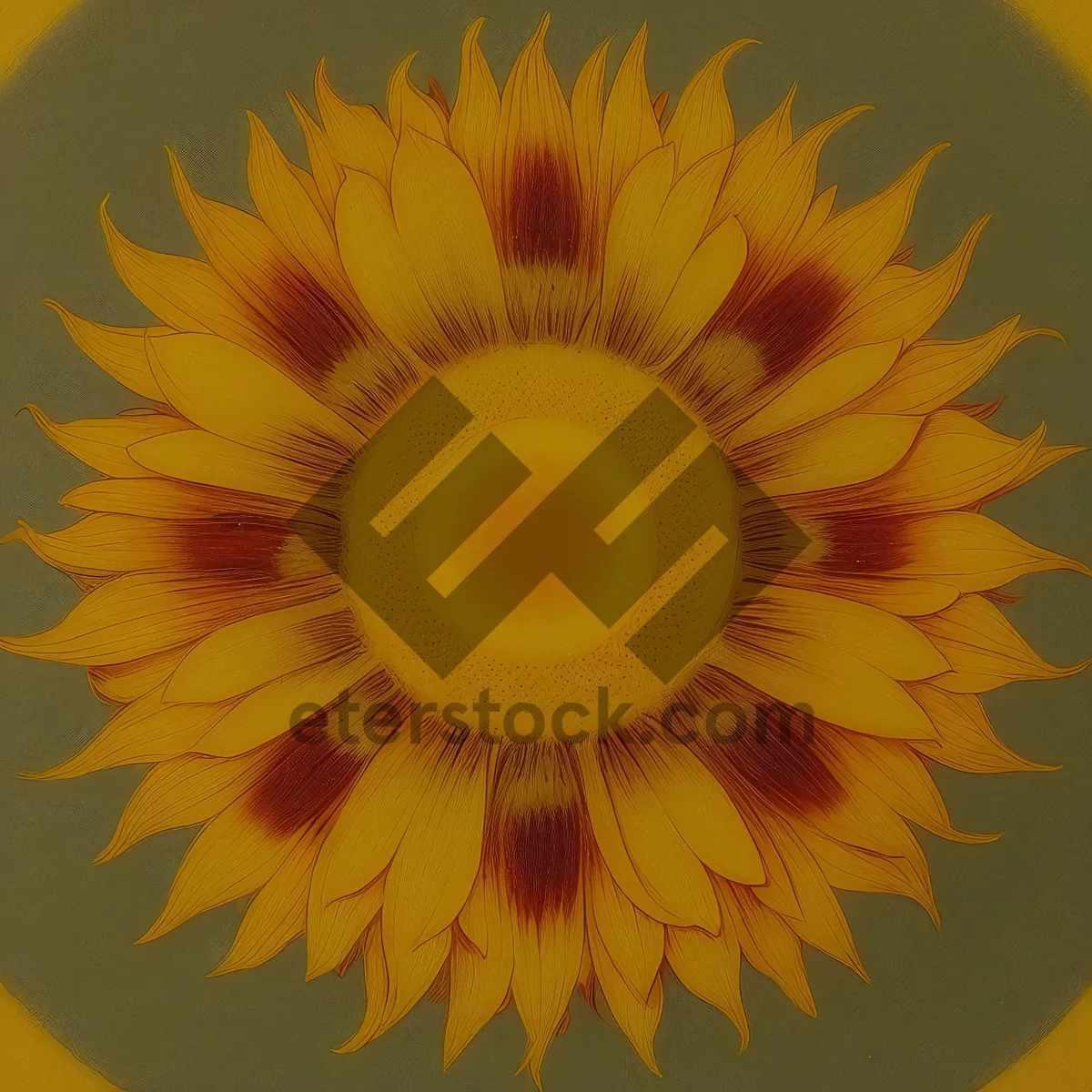 Picture of Vibrant Sunflower Bloom in Field