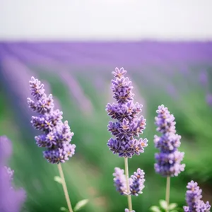 Lavender Field in Full Bloom