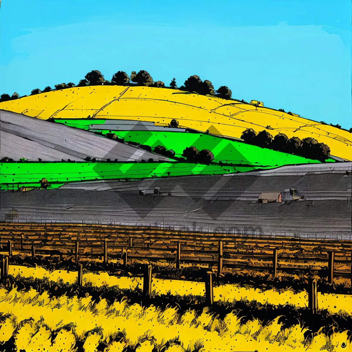 Picture of Sunny Rapeseed Field in Rural Landscape