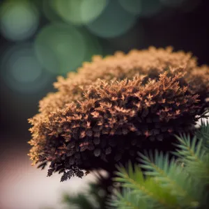 Cactus Herb Plant Close-Up