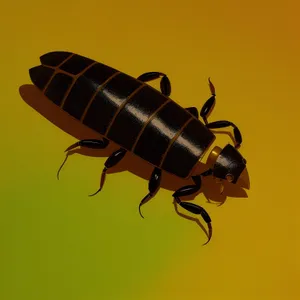 Black earwig bug with prominent antenna