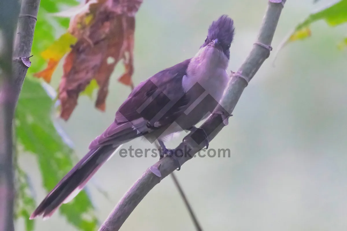 Picture of Feathered wings in flight through tree branches