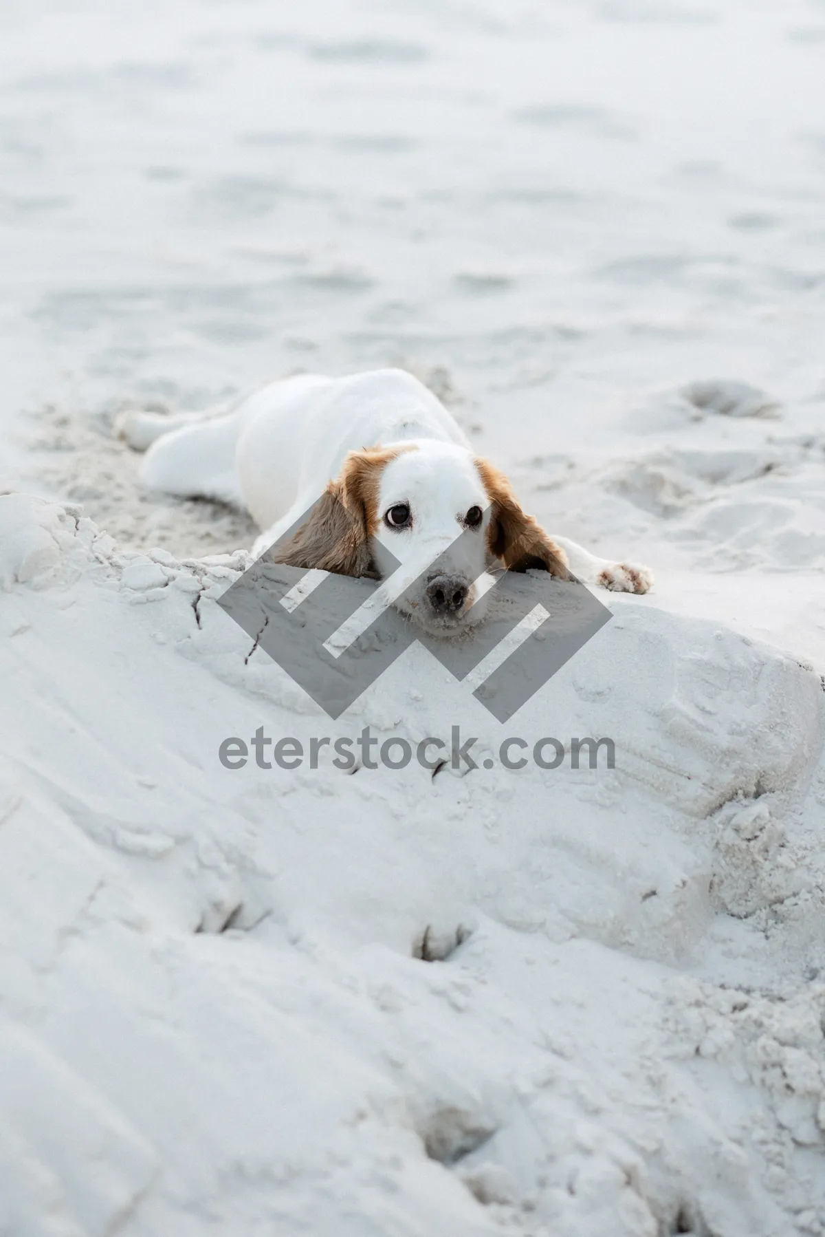 Picture of Golden Retriever Puppy in Studio Portrait Shot