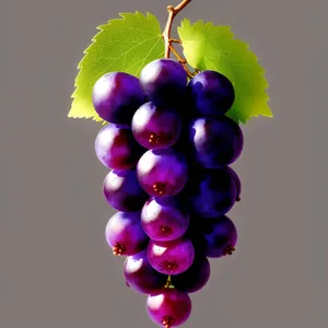 Juicy Grapes on Vine in Vineyard