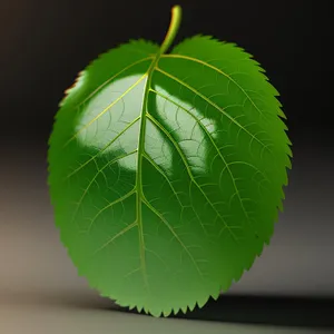 Lush Greenery: Wild Ginger Leaf in Vibrant Forest