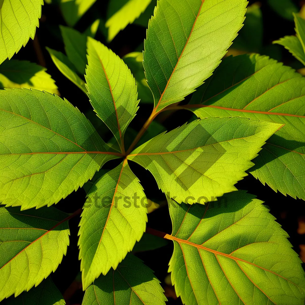 Picture of Lush Summer Foliage in Garden