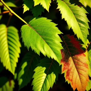 Sumac Forest Foliage: Vibrant Leaves in Lush Woods