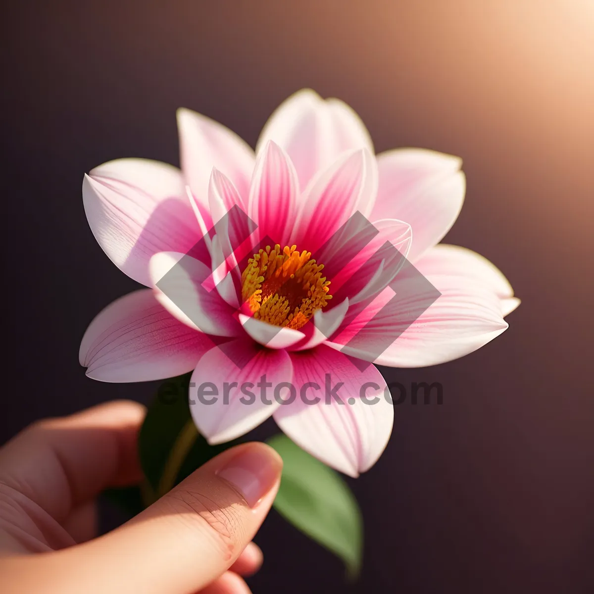 Picture of Pastel Petal Paradise: Blooming Lotus Blossom in Pink