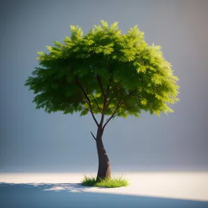 Summer Bonsai Tree Under Sunny Oak Sky