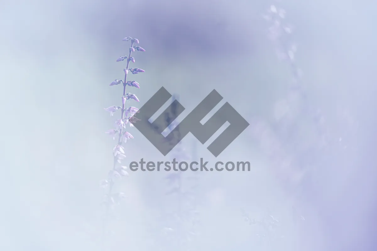 Picture of Winter Wonderland Holiday Decor with Snowflakes and Trees