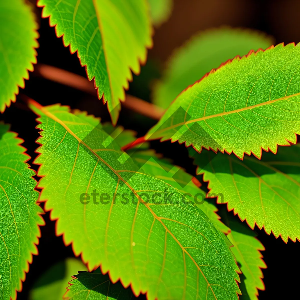 Picture of Lush Sumac Leaves in Summer Forest