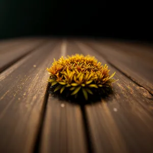 Bright Summer Sunflower Bloom in Garden