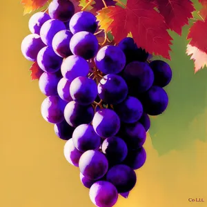Autumn Harvest: Juicy Purple Grape Bunch