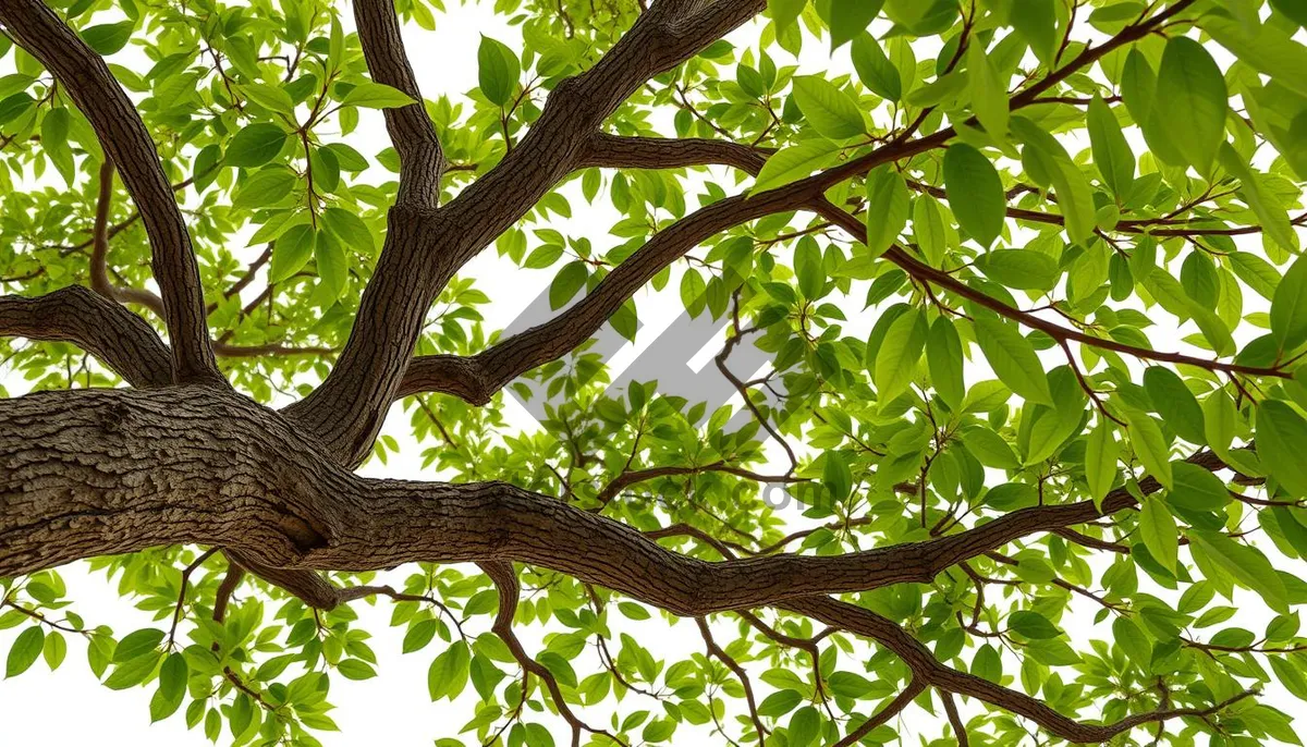 Picture of Summer Park Trees with Snakes and Green Foliage