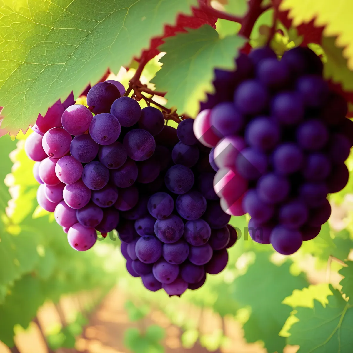 Picture of Flavorful Harvest: Ripe and Juicy Purple Grapes