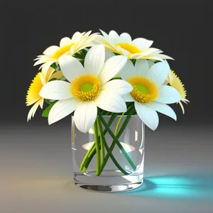 Daisy Blossom - Fresh White Petals in Bloom