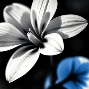 White Blossoming Daisy in Summer Garden