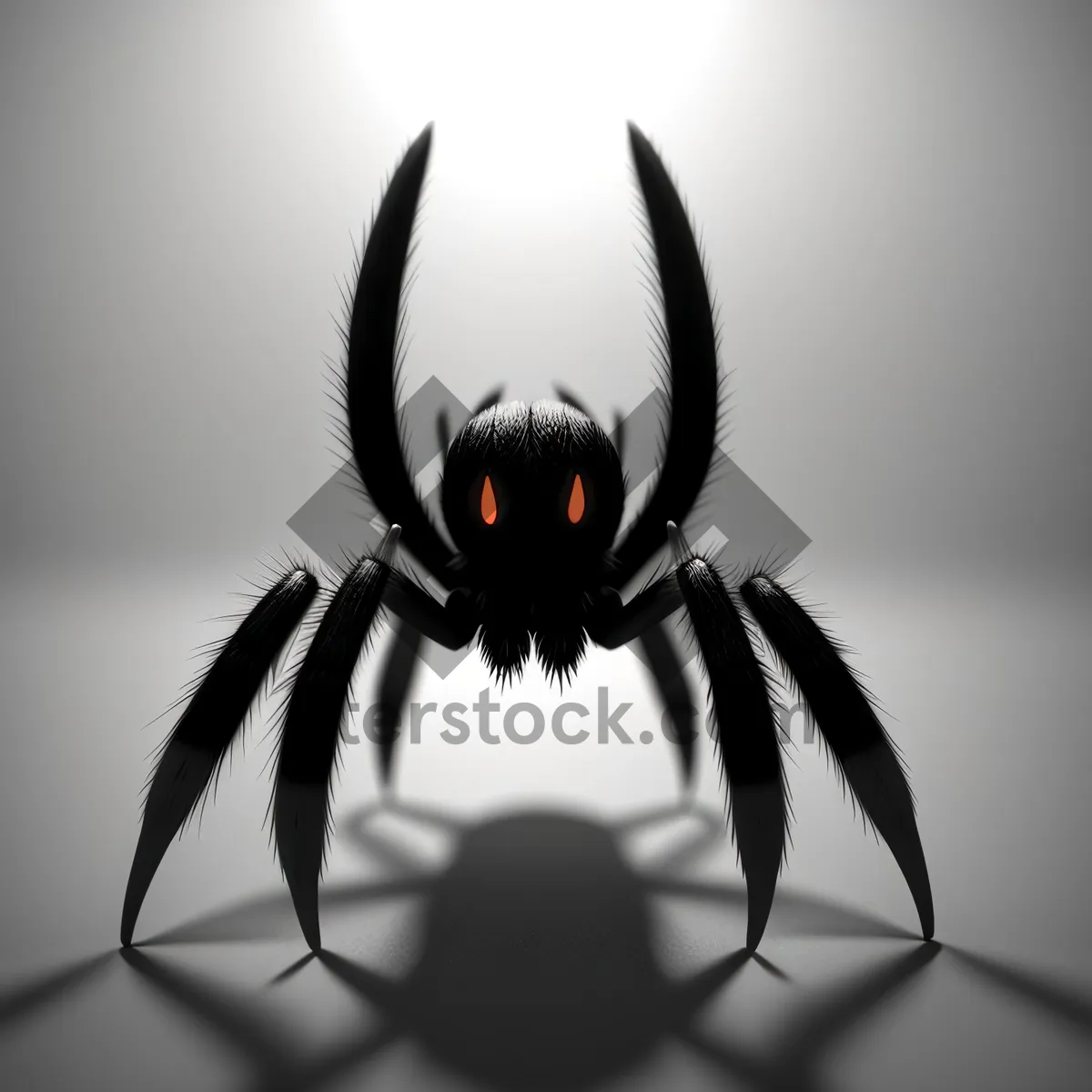 Picture of Inky Arachnid - Close-Up of Black Widow Spider