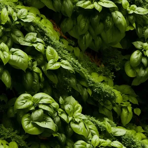 Fresh Basil Leaves - Organic Garden Greens