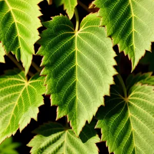 Lush Elm Leaves in Sunlit Forest