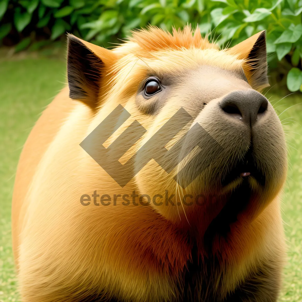 Picture of Furry Domestic Cat with Beautiful Mane Among Wild Grass