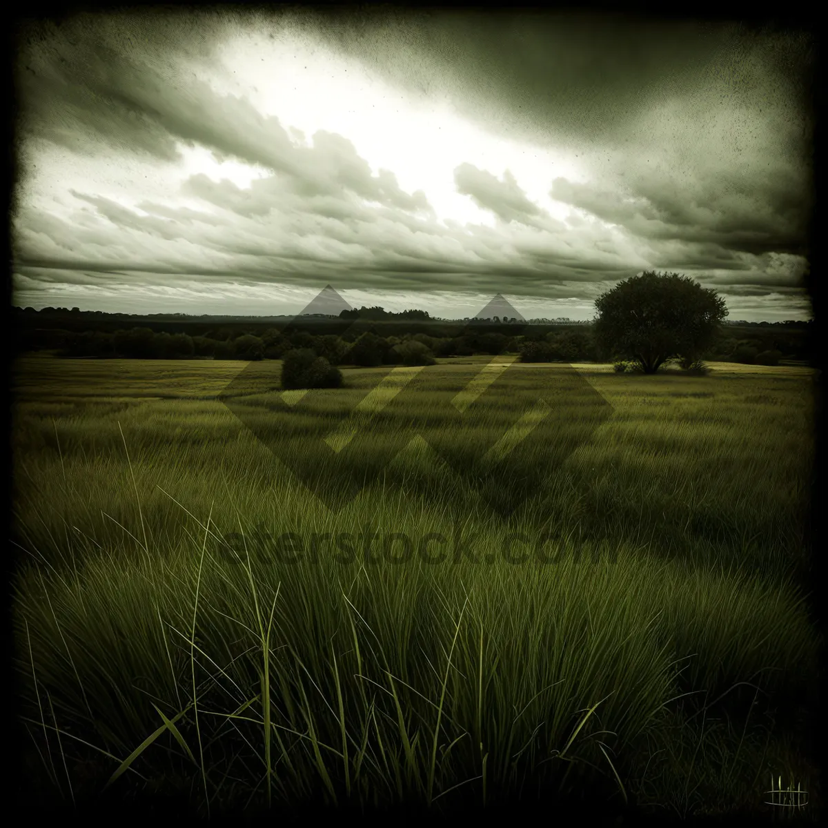 Picture of Vibrant Summer Meadow Under Sunset Sky